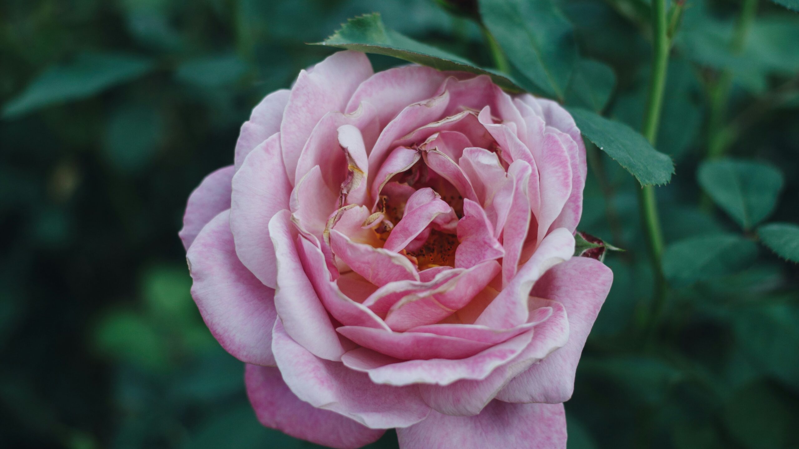 a pink rose