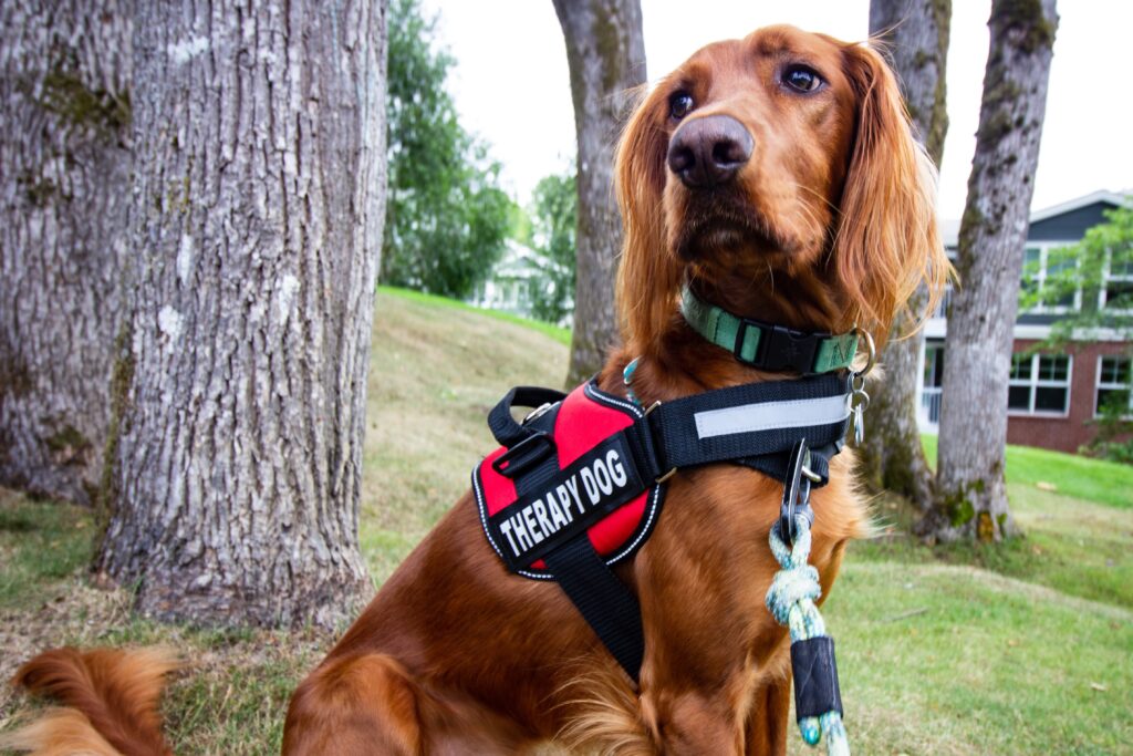 a dog wearing a "Service Dog" harness