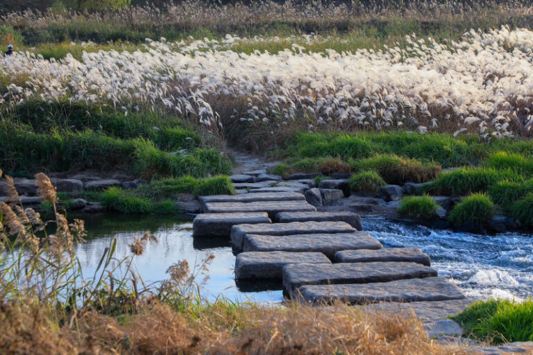 path of stepping stones through a marsh