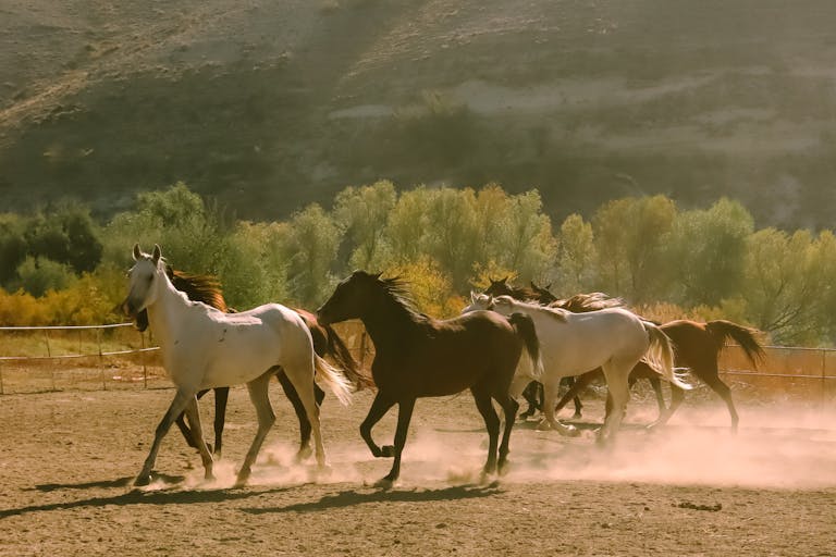 A group of horses running in a field