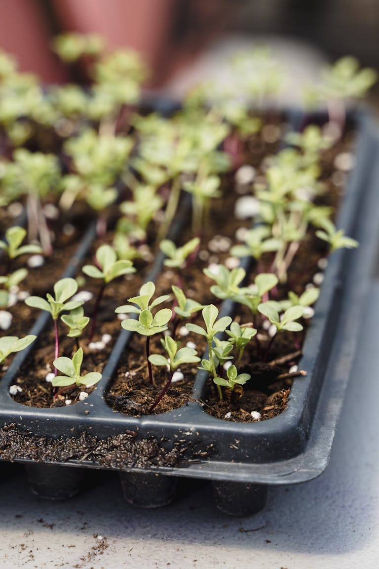 Vertical shot of young seedlings in a tray, capturing early growth stages.